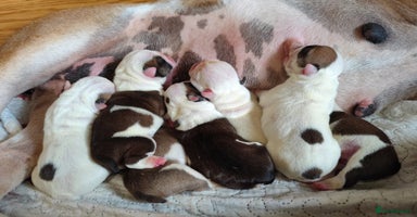 English Bulldog dogs - Advert 4