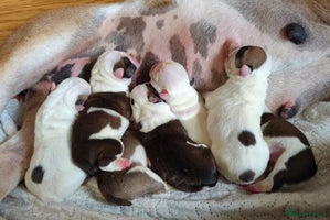 English Bulldog dogs - Advert 4