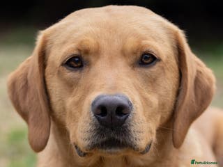 Labrador Retriever dogs Dark yellow Lab at stud in Dunkeld - Advert 1