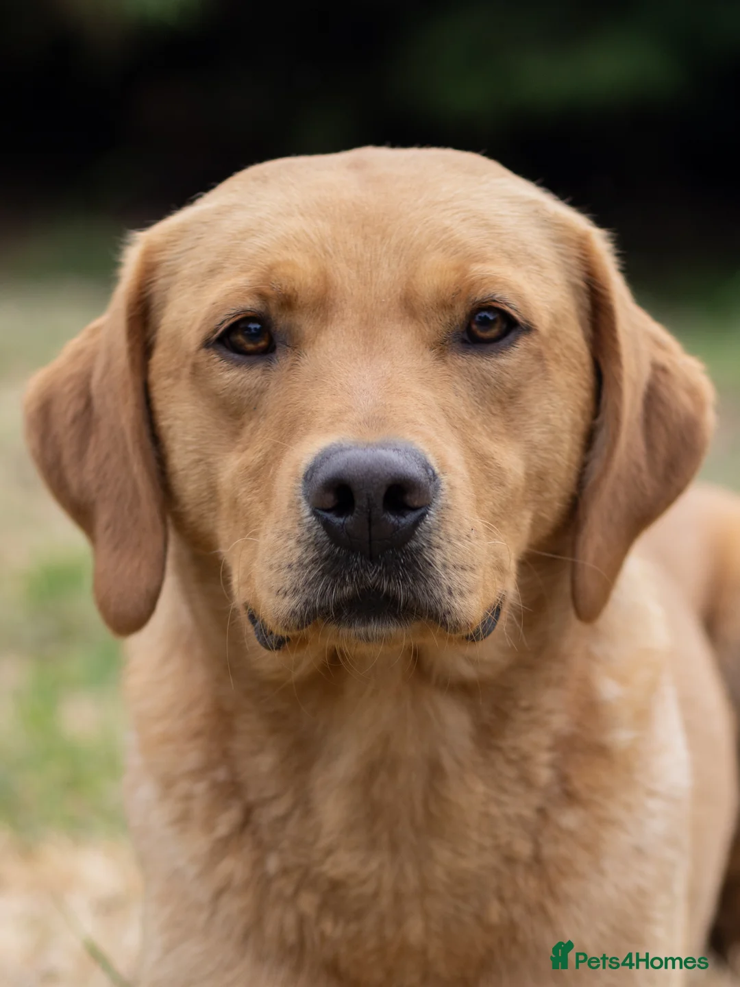 Labrador Retriever dogs for stud: Dark yellow Lab at stud in Dunkeld - Advert 1