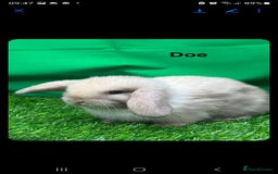 Mini Lop rabbits for sale: Beautiful baby mini lops for sale. Ready now - Image 2