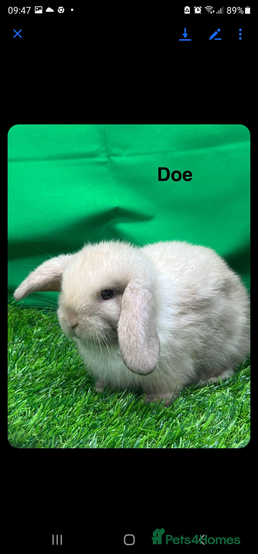 Mini Lop rabbits for sale: Beautiful baby mini lops for sale. Ready now - Image 2