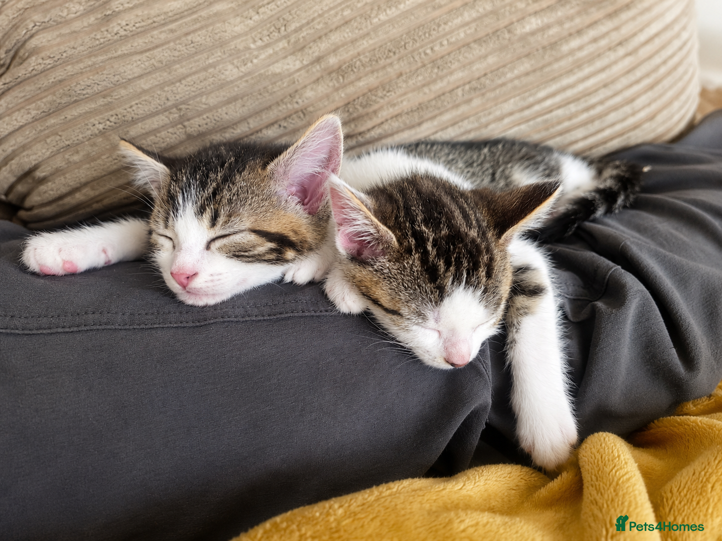 Mixed Breed cats for sale: 5 Beautiful Kittens Who Adore Human Company - Advert 21