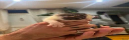 Mixed Breed cats for sale: GORGEOUS TABBY AND WHITE KITTENS - Advert 18