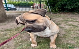 Cane Corso dogs for sale: 🐾 Male Cane Corso  - Image 4