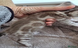 Bengal cats for sale: TICA Registered Bengal Kittens–Ready End Nov 25 - Image 17