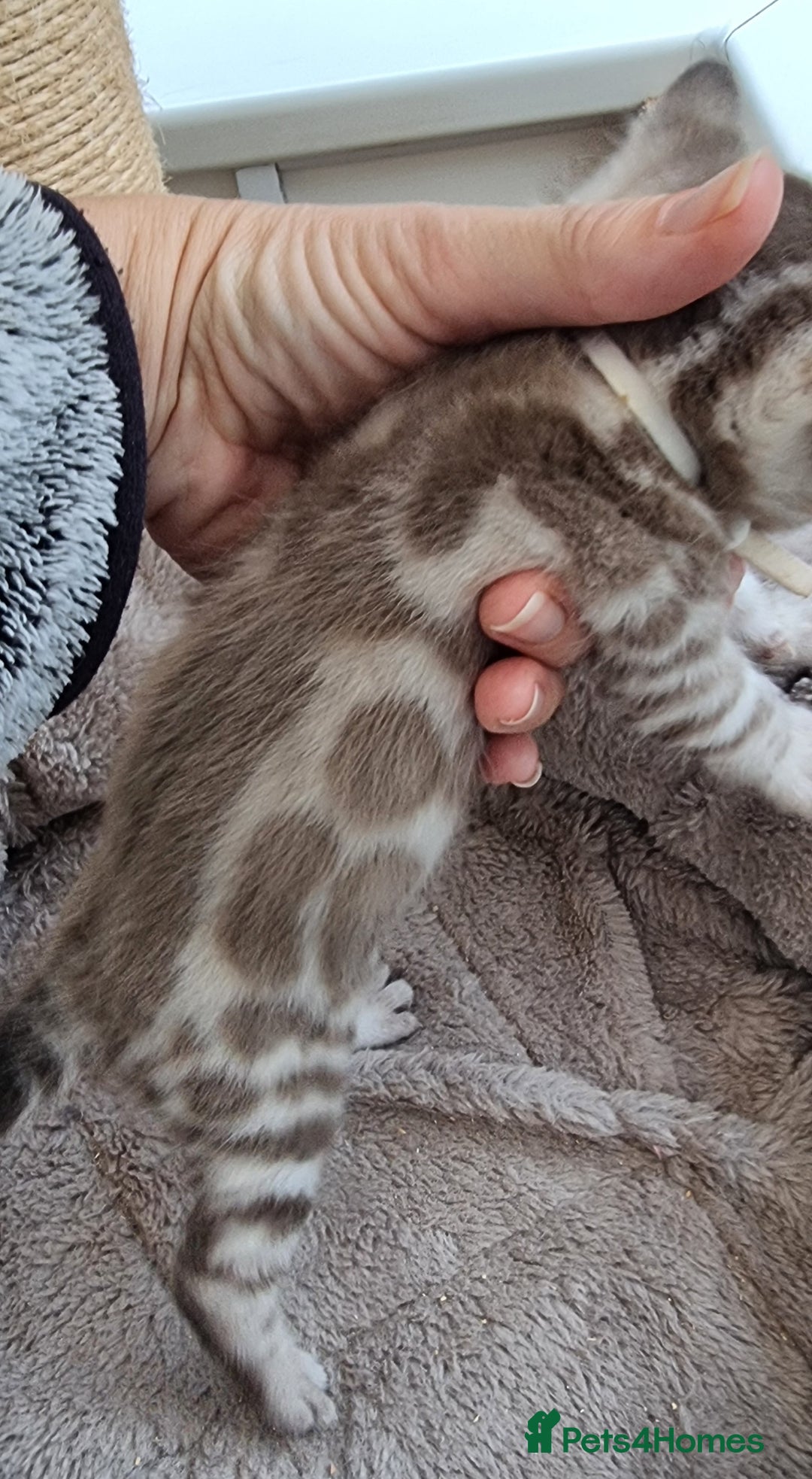 Bengal cats for sale: TICA Registered Bengal Kittens–Ready End Nov 25 - Image 17
