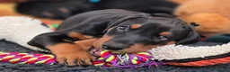 Dobermann dogs for stud: HEALTH TESTED STANLEY FOR STUD DUTIES - Advert 13