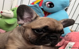 French Bulldog dogs for sale: 🏆KC registered, Standard French Bulldog Puppies🏆 - Image 4