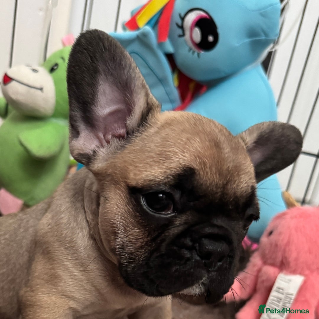 French Bulldog dogs for sale: 🏆KC registered, Standard French Bulldog Puppies🏆 - Image 4
