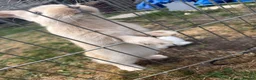 Continental Giant rabbits for sale: 3 x Continental rabbits  - Advert 2