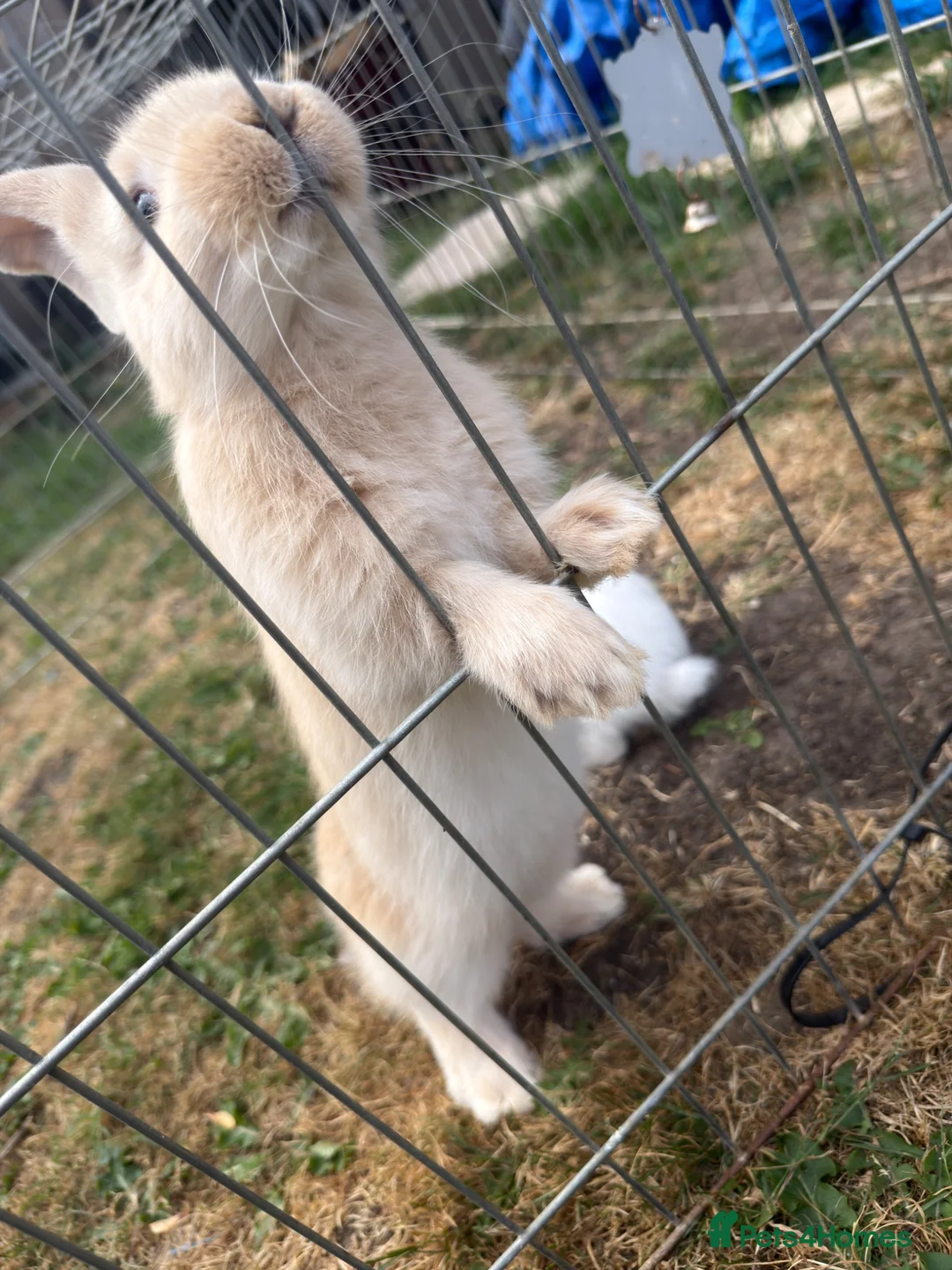 Continental Giant rabbits for sale: 3 x Continental rabbits  - Advert 2