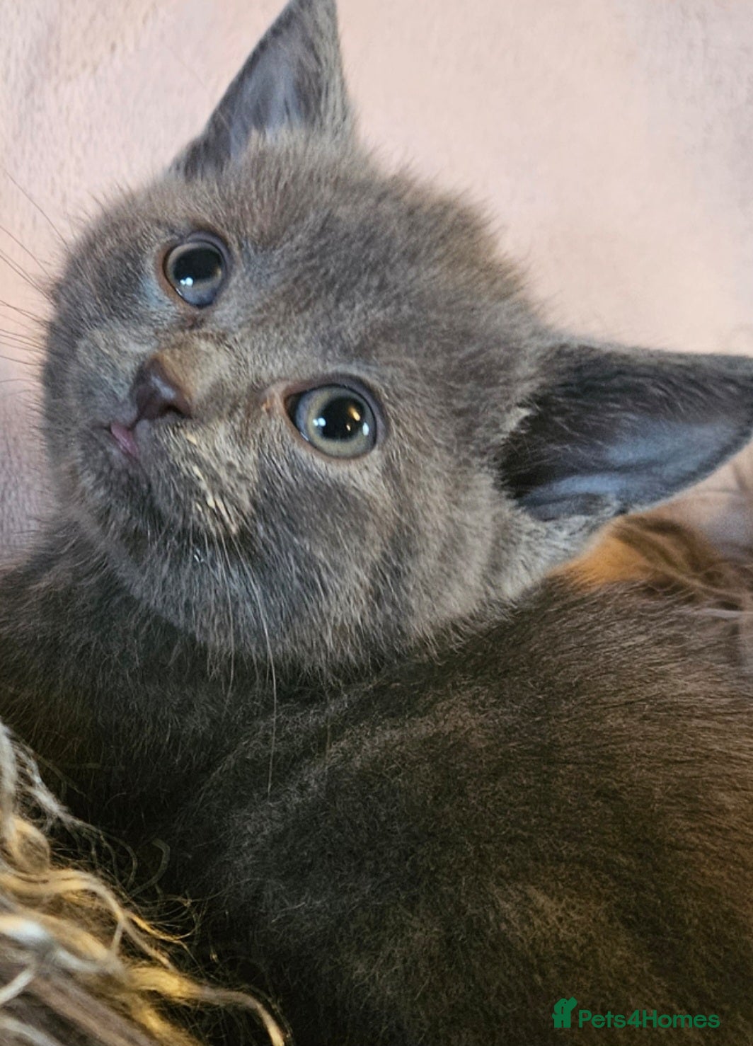 British Shorthair cats  1 STRAIGHT MALE AVAILABLE  - Advert 2