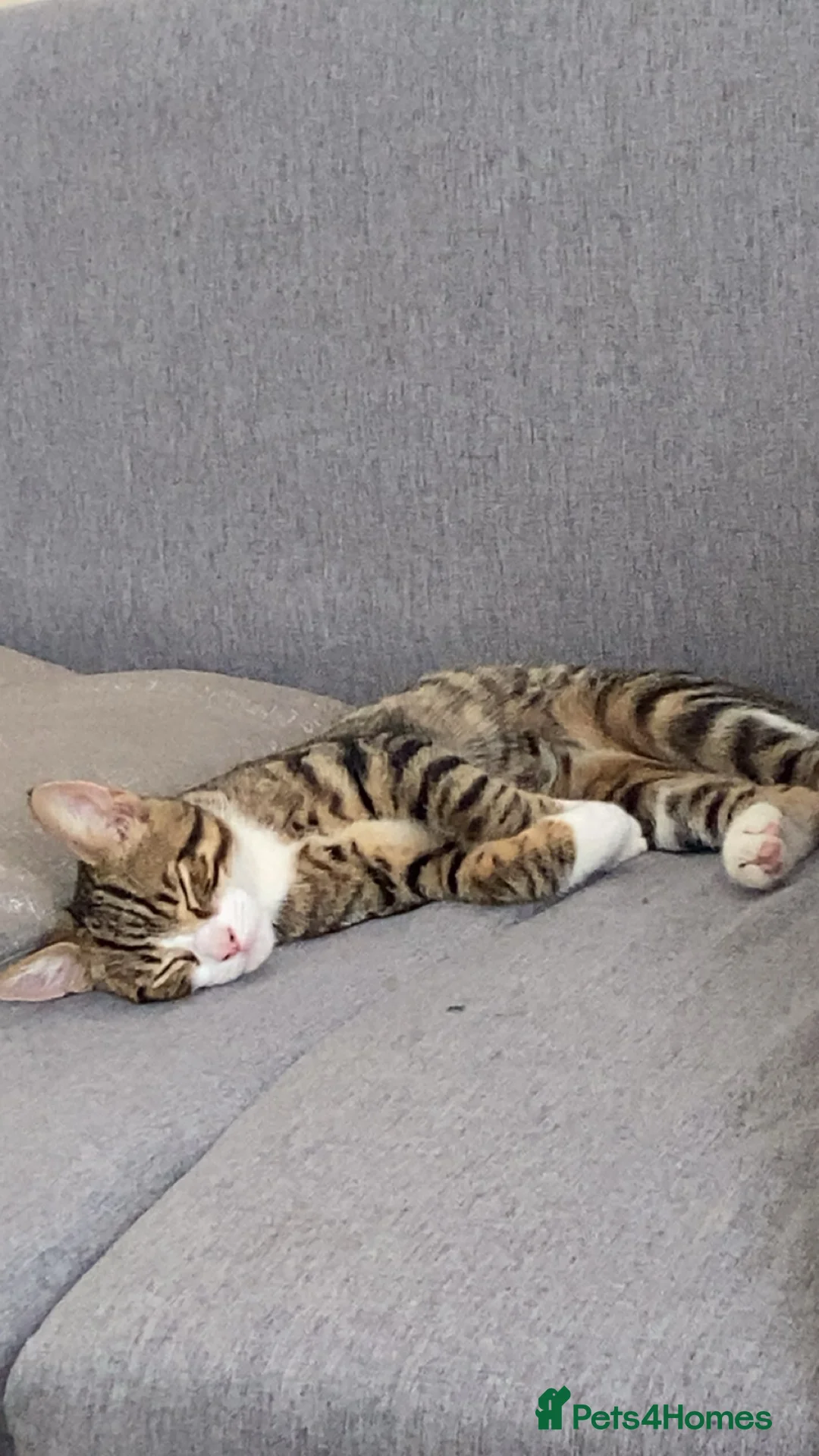 Domestic Shorthair cats for sale: Male tabby ready to go  - Advert 2