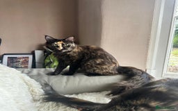 Maine Coon cats for sale: Full Pedigree Maine Coon Kittens - Image 6
