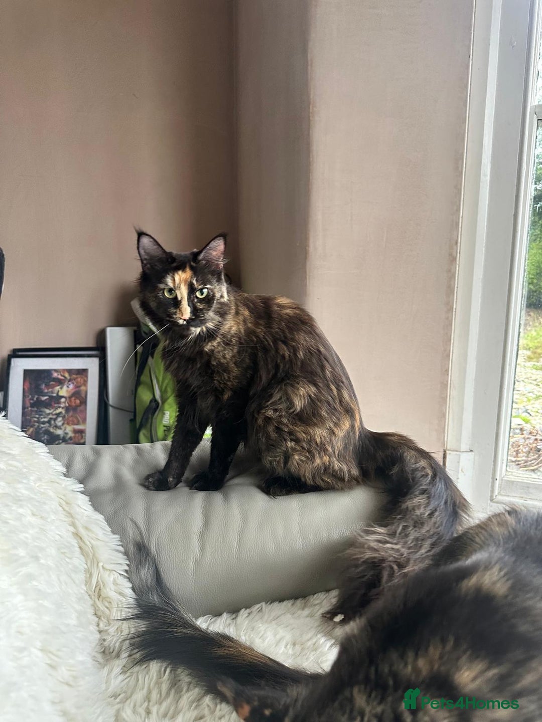 Maine Coon cats for sale: Full Pedigree Maine Coon Kittens - Image 6