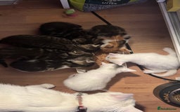 Mixed Breed cats for sale: Kittens looking for forever home - Image 7