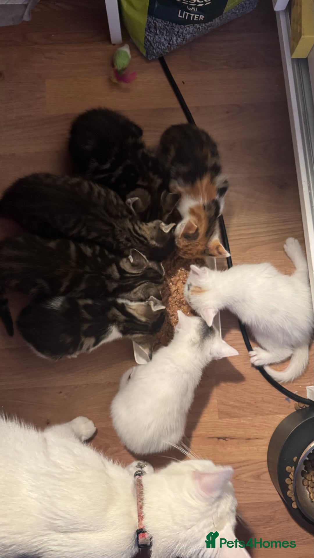 Mixed Breed cats for sale: Kittens looking for forever home - Image 7