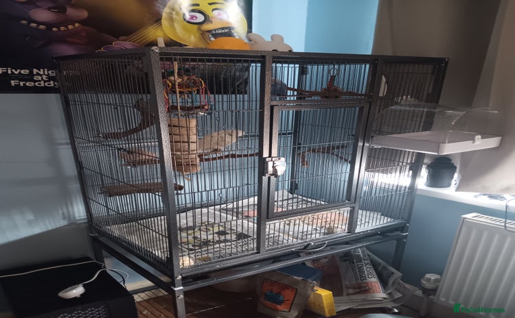 Budgerigars birds - Advert 1