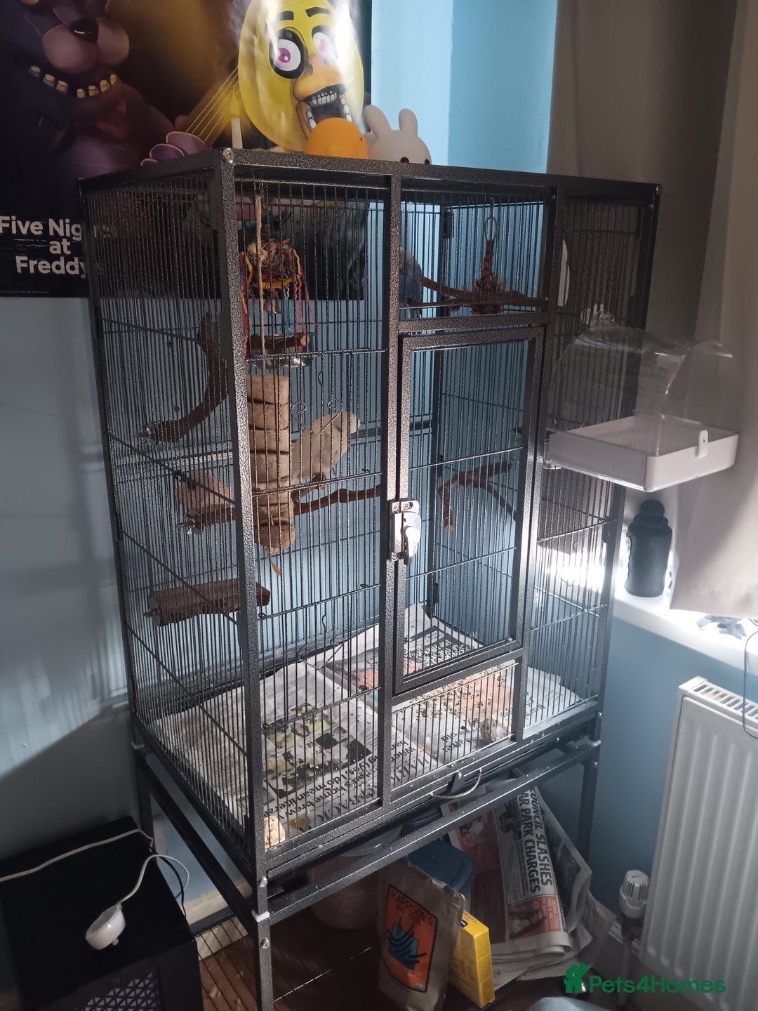 Budgerigars birds for sale: Male and Female Budgie looking for a new home ❤️ - Image 1