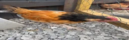 Chickens poultry for sale: Mixed hybrid chickens  - Advert 6