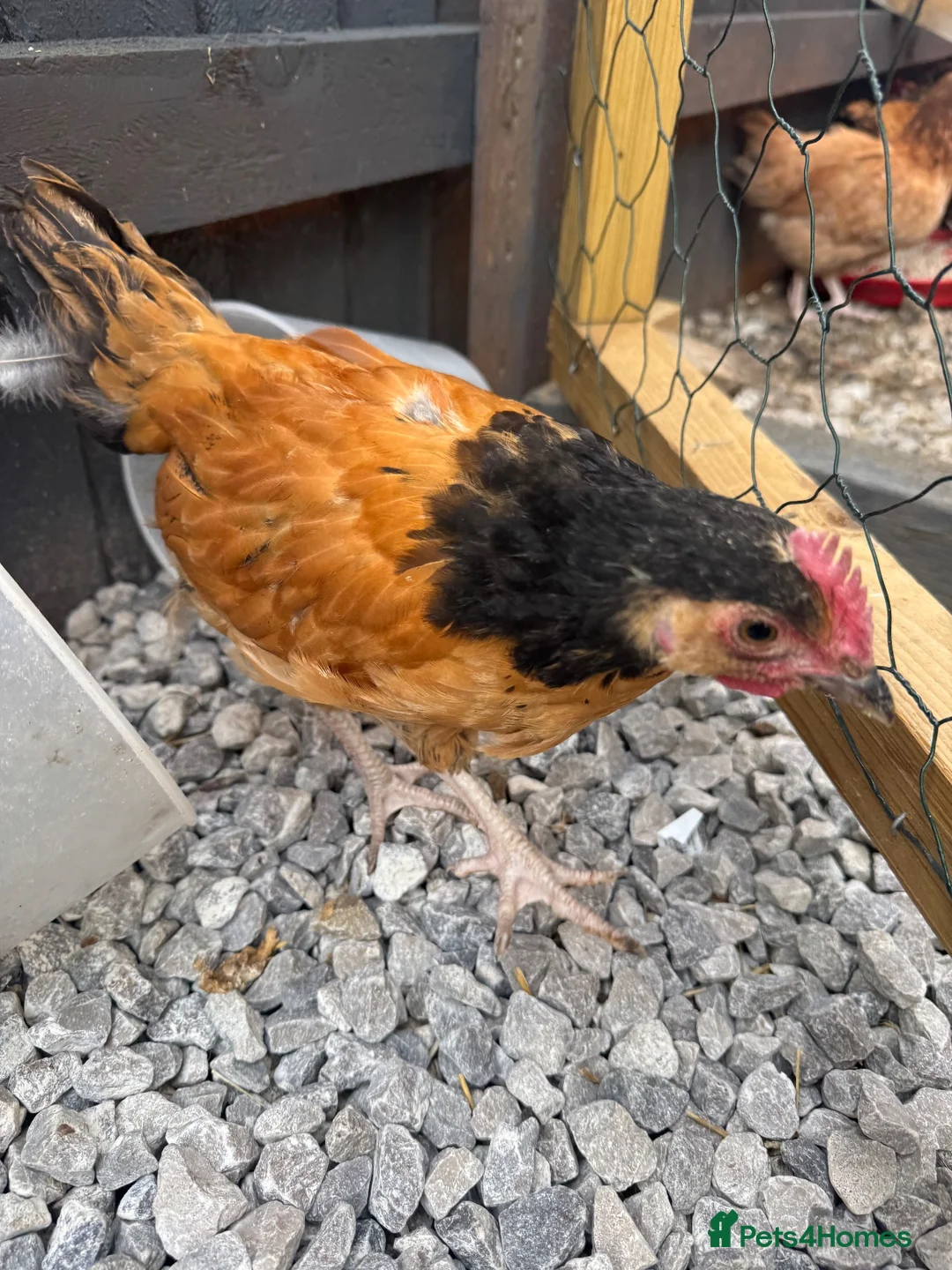 Chickens poultry for sale: Mixed hybrid chickens  - Advert 6