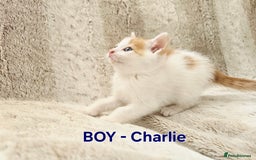 British Shorthair cats for sale: ☆AVAILABLE NOW☆ 5 half/British Shorthair kittens - Image 8