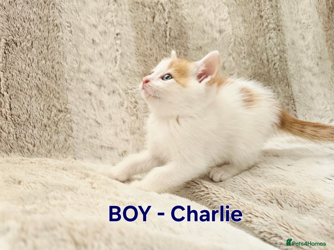 British Shorthair cats for sale: ☆AVAILABLE NOW☆ 5 half/British Shorthair kittens - Image 8