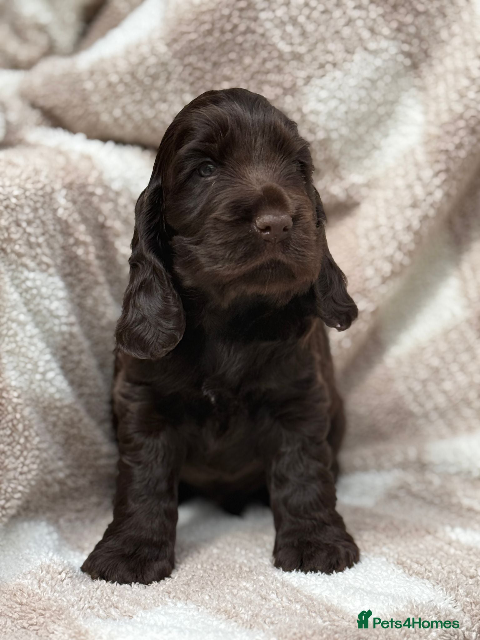 Cocker Spaniel dogs Outstanding Cocker Spaniel Puppies Available  - Advert 1