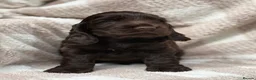 Cocker Spaniel dogs for sale: Outstanding Cocker Spaniel Puppies Available  - Advert 1