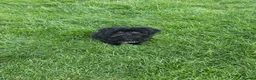Shih Tzu dogs for sale: Puppy for sale  - Advert 3
