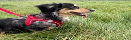 Miniature Dachshund dogs for stud: Odin: silver dapple tan miniature dachshund  in Hull - Advert 8