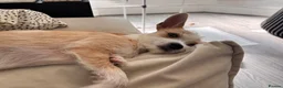 Mixed Breed dogs for sale: Petite girl looking for forever home  in Darlington - Advert 6