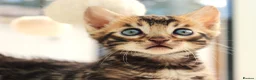Bengal cats for sale: CUTE BROWN BENGAL MALE KITTENS - Advert 5