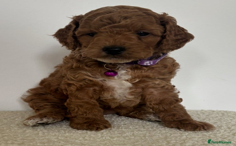 Cockapoo dogs - Advert 9