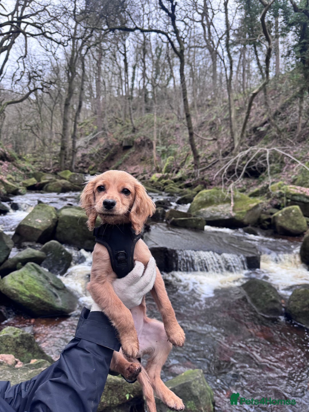 Cockapoo dogs for sale: Cockapoo Puppy Girl - Advert 6