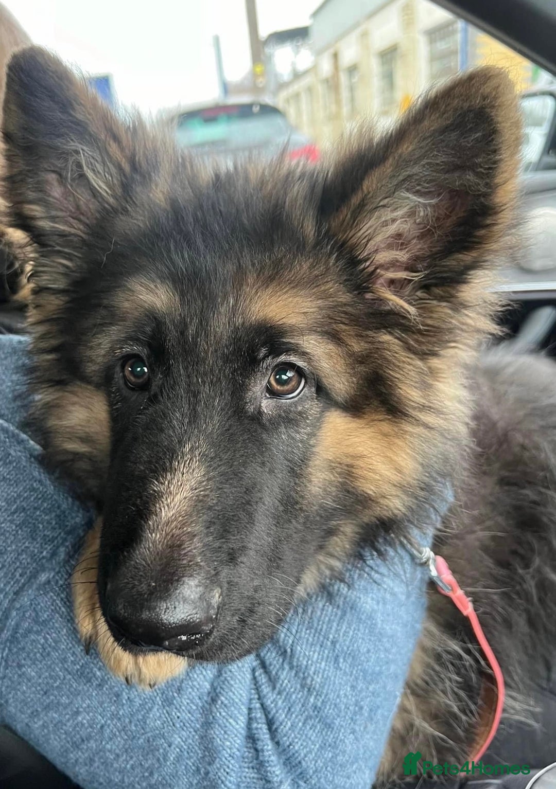 German Shepherd dogs for sale: Long haired German Shepherd puppies - Image 16