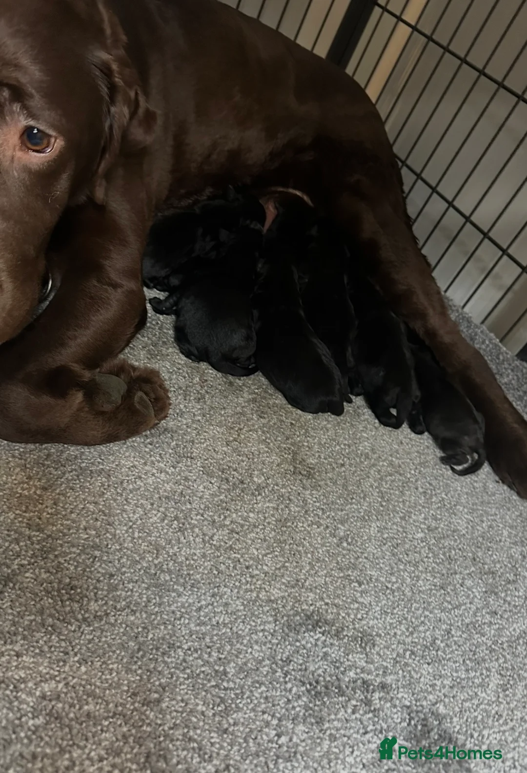 Goldador dogs for sale: Beautiful goldadors looking for forever homes - Advert 2