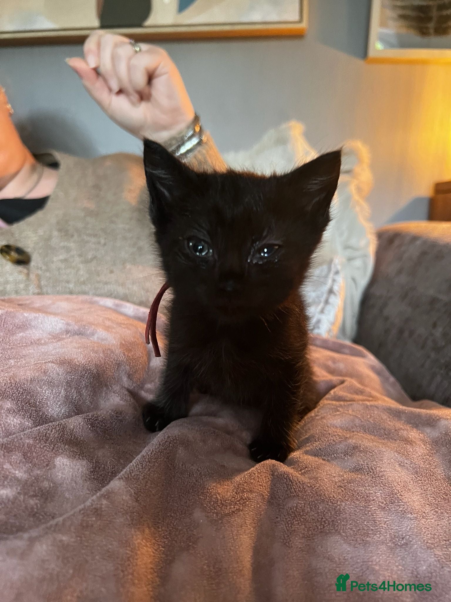 Mixed Breed cats 1 kitten left a boy can  leave 22/5  - Advert 15