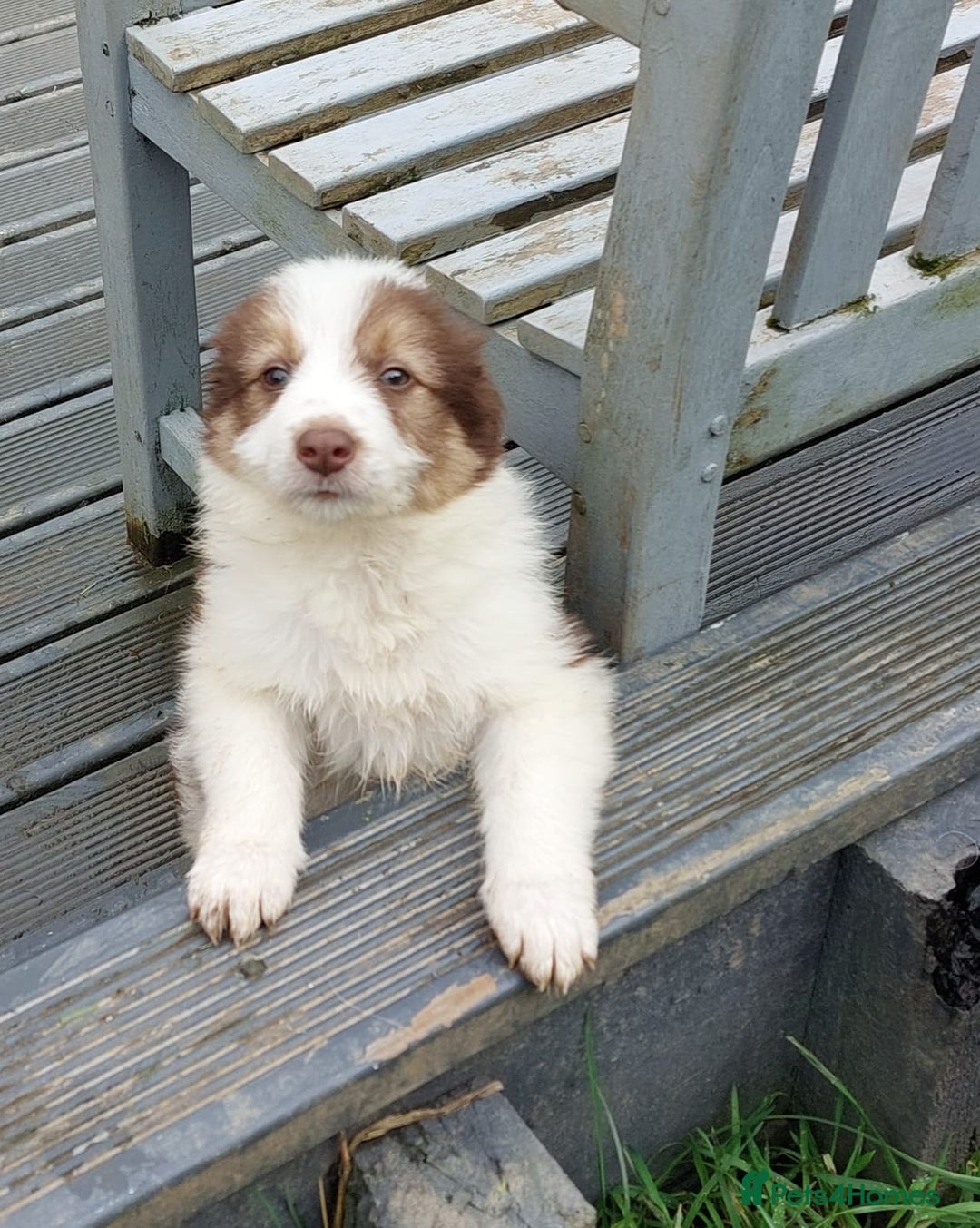 Bearded Collie dogs for sale: Red beardie collie pups  - Image 5