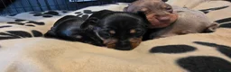 Miniature Dachshund dogs for sale: 3x Minature Girl Dachshunds in Worcester - Advert 5