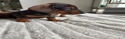 Miniature Dachshund dogs for sale: Miniature dachshund  - Advert 9