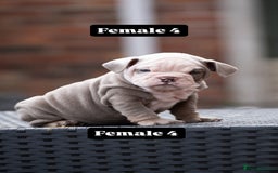 English Bulldog dogs for sale: English bulldog pups for sale  - Image 31