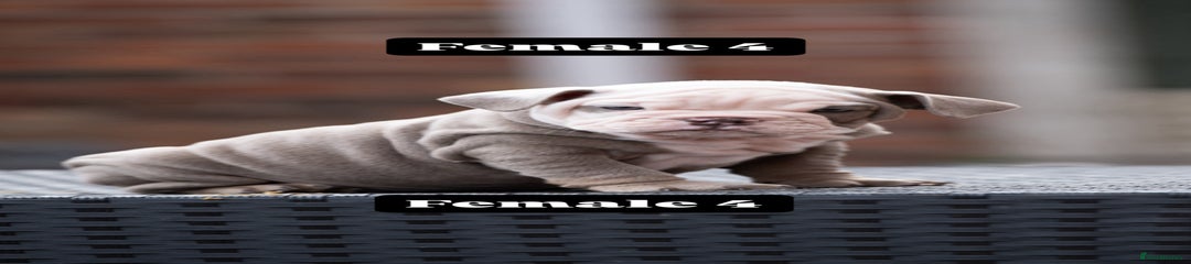 English Bulldog Puppy 4