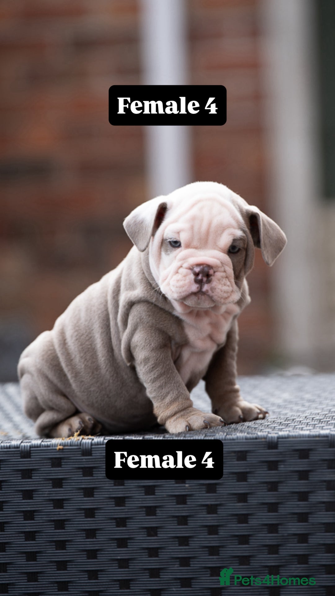 English Bulldog dogs for sale: English bulldog pups for sale  - Image 31