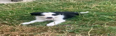 Border Collie 5