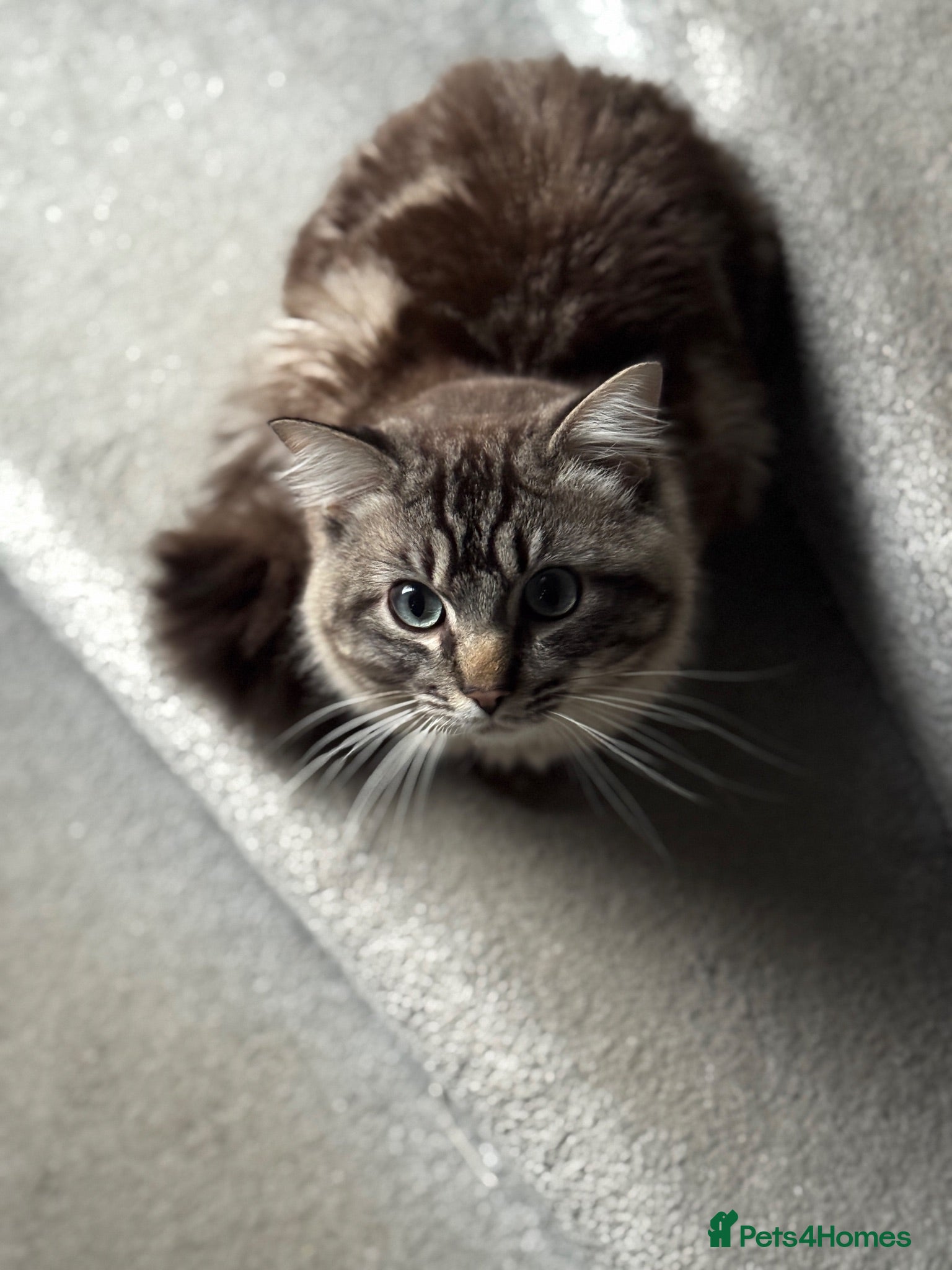 Ragdoll cats 2 years odl cat - Advert 6