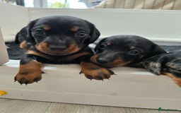 Miniature Dachshund dogs for sale: KC Miniature Dachshund Pups  - Image 12
