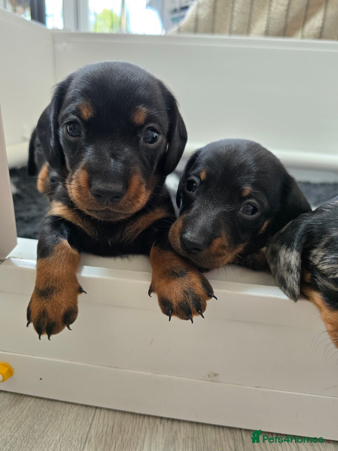 Miniature Dachshund dogs for sale: KC Miniature Dachshund Pups  - Image 12