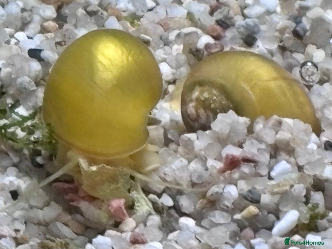 Snails fish for sale: Golden Apple Snails & Moss Balls  - Advert 5